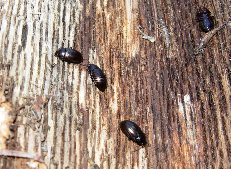 Sotto la corteccia del pino silvestre